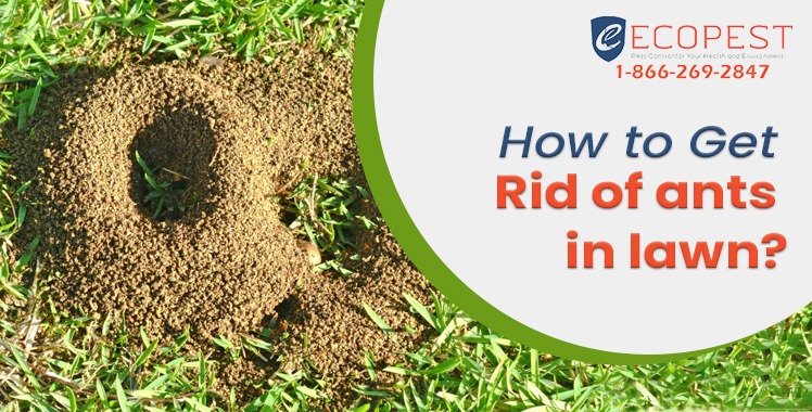 How to get rid of ants in lawn? Get Rid of Ants in Grass