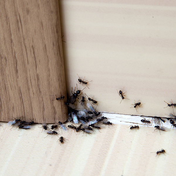 ants in your home