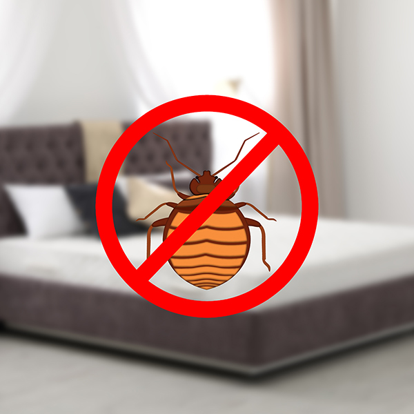 eliminate bed bugs