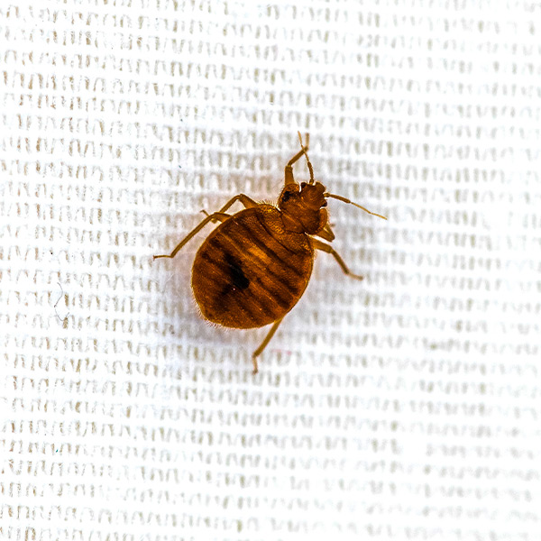 how to eliminate bedbugs