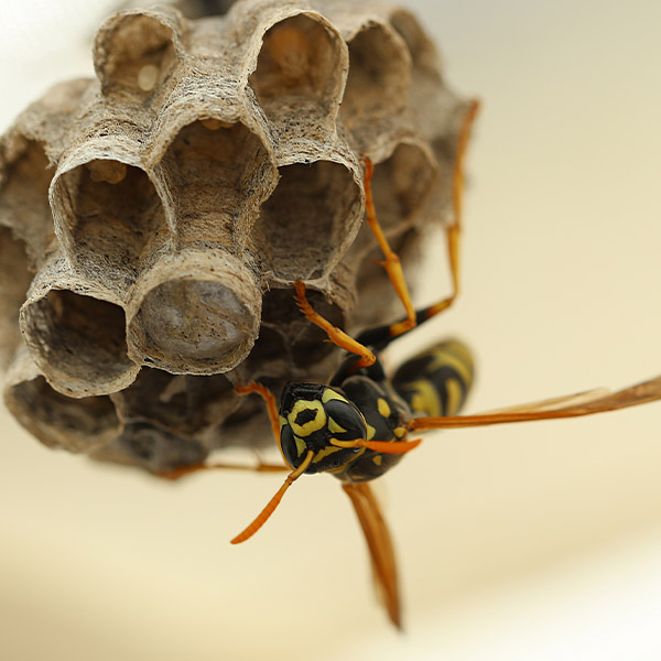 wasp nest