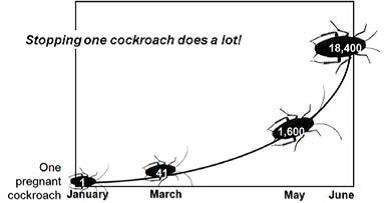 cockroach breeding cycle