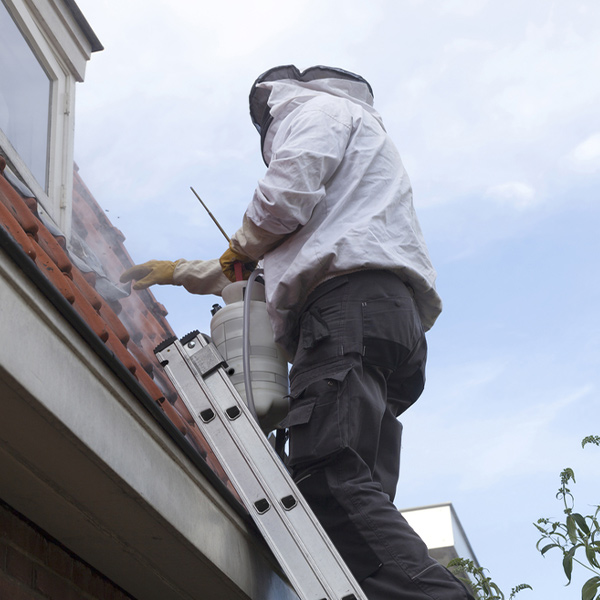 A person in protective clothing removing a wasp nest