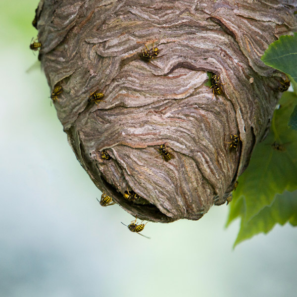 A wasp nest with several wasps flying around it