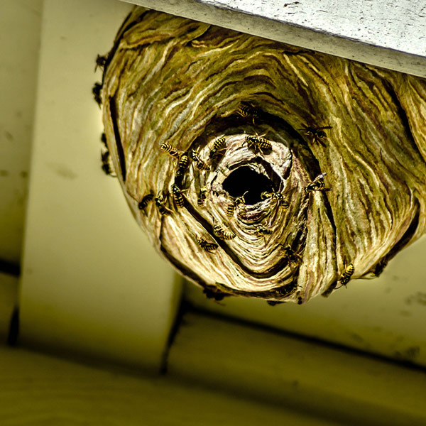 A professional removing wasp nest from a residential property in Edmonton as a part of Edmonton wasp removal services.