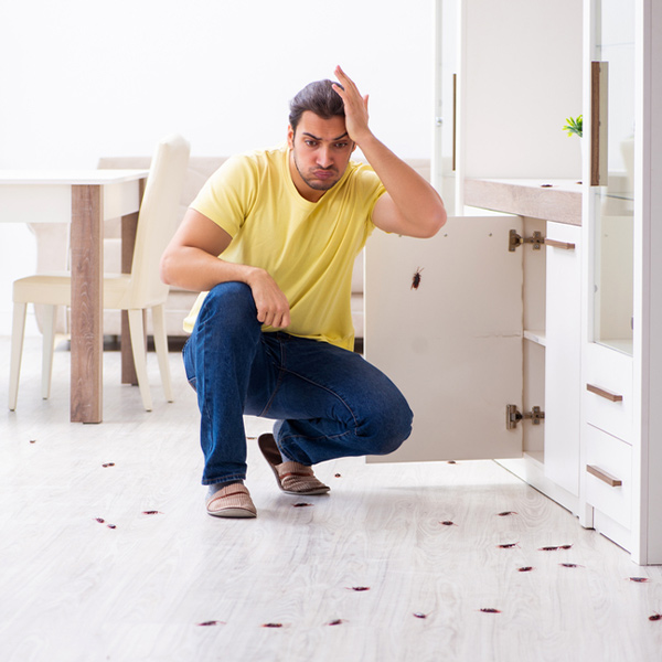 A picture of a cockroach infestation in Alberta, showing the need for effective methods for preventing and controlling cockroaches in Alberta.