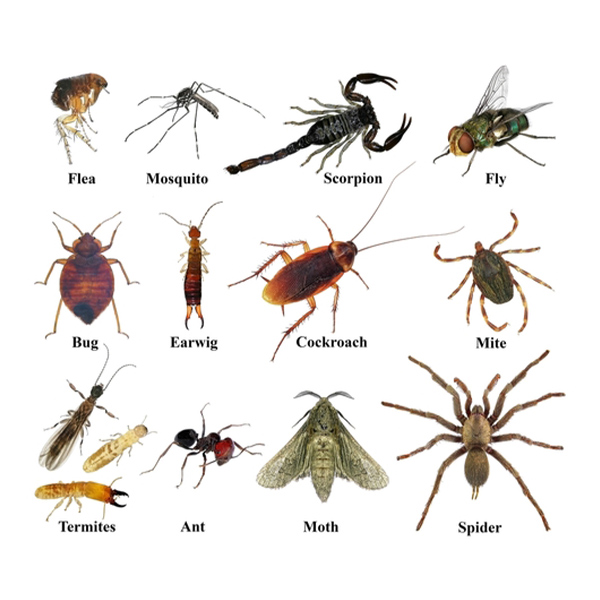 Learn What Bugs Are Common in Canada!
